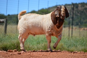 1X BOERBOK RAM Dome Africa Boergoat Stud - KUDDE