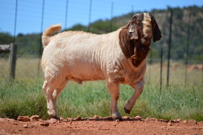 1X BOERBOK RAM Dome Africa Boergoat Stud - KUDDE