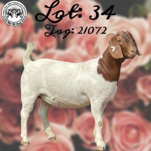 LOT 34 1x BOER GOAT STUD DOE MYL 50 STUD