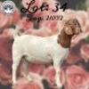LOT 34 1x BOER GOAT STUD DOE MYL 50 STUD