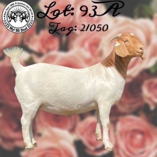 LOT 93A 1x BOER GOAT STUD DOE MYL 50 STUD