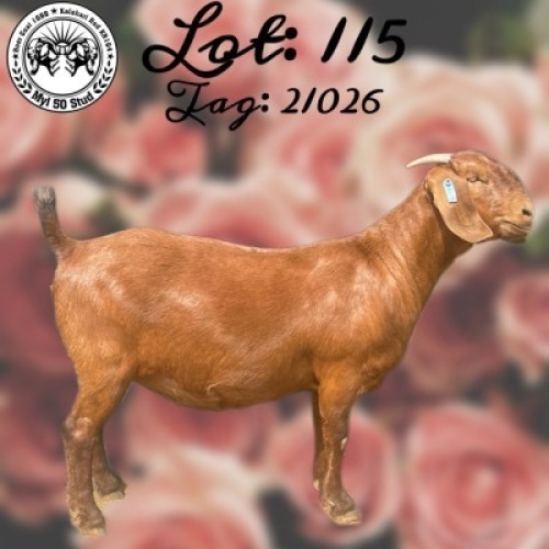 LOT 115 1x KALAHARI RED STUD DOE MYL 50 STUD