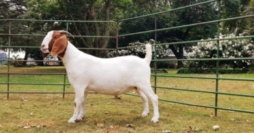 LOT 41 1X BOER GOAT STUD DOE BEZUIDENHOUT BOERBOKSTOET