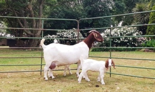 LOT 42 1+2X BOER GOAT STUD DOE BEZUIDENHOUT BOERBOKSTOET