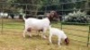 LOT 42 1+2X BOER GOAT STUD DOE BEZUIDENHOUT BOERBOKSTOET - 2