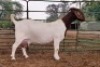 LOT 42 1+2X BOER GOAT STUD DOE BEZUIDENHOUT BOERBOKSTOET - 3
