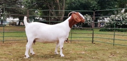 LOT 98 1X BOER GOAT STUD DOE BEZUIDENHOUT BOERBOKSTOET