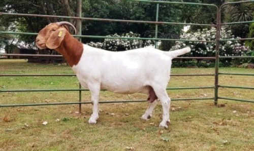 LOT 97 1X BOER GOAT STUD DOE BEZUIDENHOUT BOERBOKSTOET