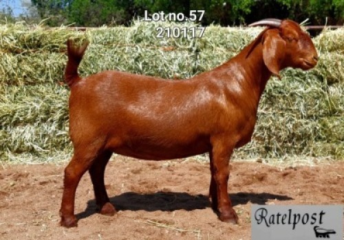 LOT 57 1x KALAHARI RED STUD DOE RATELPOS KALAHARI REDS