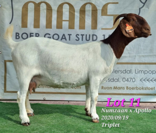 LOT 11 1x BOER GOAT STUD DOE RUAN MANS BOERBOKSTOET