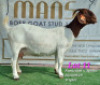 LOT 11 1x BOER GOAT STUD DOE RUAN MANS BOERBOKSTOET