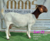 LOT 11 1x BOER GOAT STUD DOE RUAN MANS BOERBOKSTOET - 2