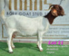 LOT 11 1x BOER GOAT STUD DOE RUAN MANS BOERBOKSTOET - 3