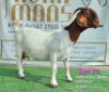 LOT 11 1x BOER GOAT STUD DOE RUAN MANS BOERBOKSTOET - 4