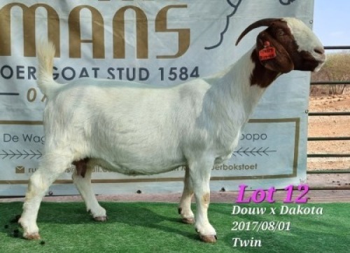 LOT 12 1x BOER GOAT STUD DOE RUAN MANS BOERBOKSTOET