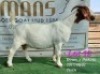 LOT 12 1x BOER GOAT STUD DOE RUAN MANS BOERBOKSTOET - 2