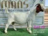 LOT 12 1x BOER GOAT STUD DOE RUAN MANS BOERBOKSTOET - 3
