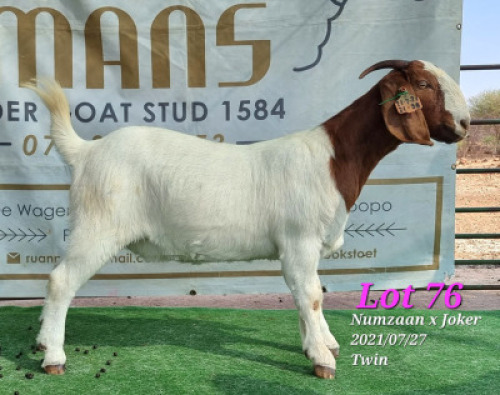LOT 76 1x BOER GOAT STUD DOE RUAN MANS BOERBOKSTOET