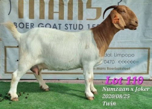 LOT 110 1+2x BOER GOAT STUD DOE RUAN MANS BOERBOKSTOET