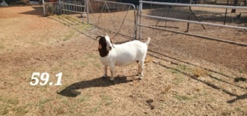 LOT 59 1x BOER GOAT STUD DOE SEKELBOS BOERDERY