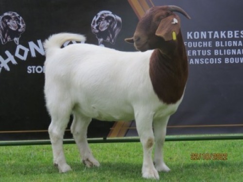 LOT 15 1X BOER GOAT STUD DOE SHONGOLOLO BOERBOK STOET 1563