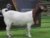 LOT 15 1X BOER GOAT STUD DOE SHONGOLOLO BOERBOK STOET 1563 - 2