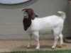 LOT 15 1X BOER GOAT STUD DOE SHONGOLOLO BOERBOK STOET 1563 - 4