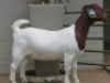 LOT 15 1X BOER GOAT STUD DOE SHONGOLOLO BOERBOK STOET 1563 - 5
