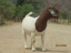 LOT 15 1X BOER GOAT STUD DOE SHONGOLOLO BOERBOK STOET 1563 - 6