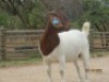LOT 15 1X BOER GOAT STUD DOE SHONGOLOLO BOERBOK STOET 1563 - 7