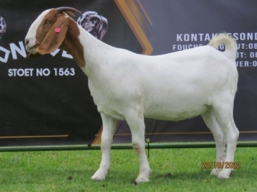 LOT 80 1X BOER GOAT STUD DOE SHONGOLOLO BOERBOK STOET 1563