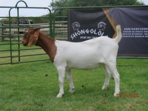 LOT 79 1X BOER GOAT PS DOE SHONGOLOLO BOERBOK STOET 1563