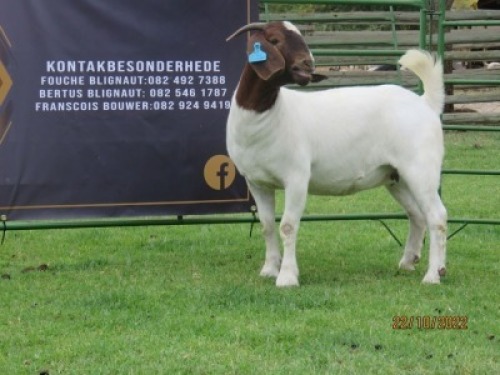 LOT 16 1X BOER GOAT STUD DOE SHONGOLOLO BOERBOK STOET 1563