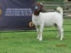 LOT 16 1X BOER GOAT STUD DOE SHONGOLOLO BOERBOK STOET 1563