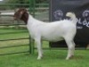 LOT 16 1X BOER GOAT STUD DOE SHONGOLOLO BOERBOK STOET 1563 - 3