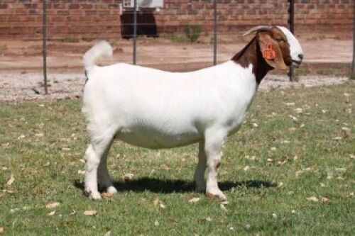 LOT 83 1X BOER GOAT PS DOE BOSLAND BOERDERY