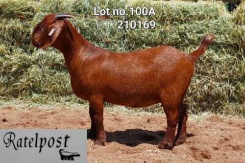LOT 100A 1x KALAHARI RED STUD DOE RATELPOS KALAHARI REDS