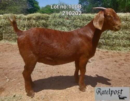LOT 100B 1x KALAHARI RED STUD DOE RATELPOS KALAHARI REDS