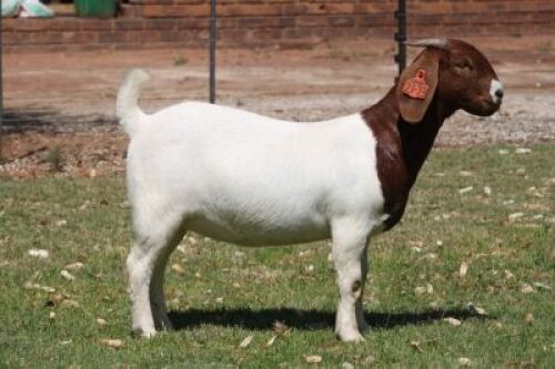 LOT 112 1X BOER GOAT PS DOE BOSLAND BOERDERY