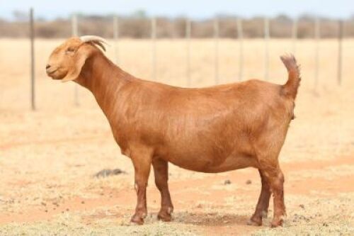 WITHDRAW - LOT 86 1X KALAHARI RED DOE ANTON & RICKUS BOTHMA