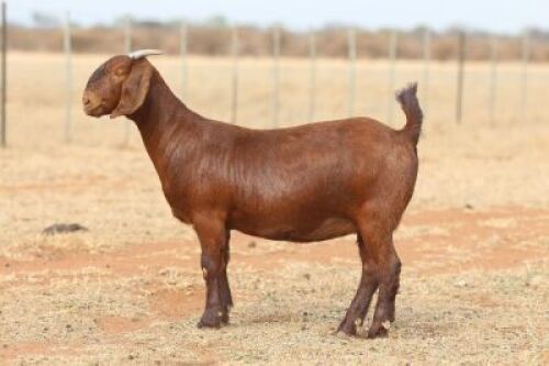 LOT 85 1X KALAHARI RED PS DOE ANTON & RICKUS BOTHMA