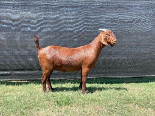 LOT 61 1X KALAHARI RED STUD DOE VAN HEERDEN BOERBOKSTOET