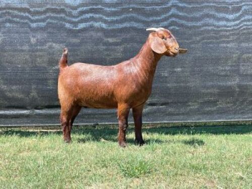 LOT 62 1x KALAHARI RED PS DOE VAN HEERDEN BOERBOKSTOET