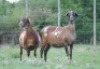 2X MEATMASTER EWE VOORWAARTS BOERDERY (Pay per piece to take the lot)