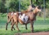 2X MEATMASTER EWE VOORWAARTS BOERDERY (Pay per piece to take the lot) - 2
