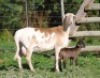 1+1X MEATMASTER EWE VOORWAARTS BOERDERY - 2