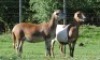 2X MEATMASTER EWE VOORWAARTS BOERDERY (Pay per piece to take the lot)