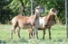 2X MEATMASTER EWE VOORWAARTS BOERDERY (Pay per piece to take the lot) - 2