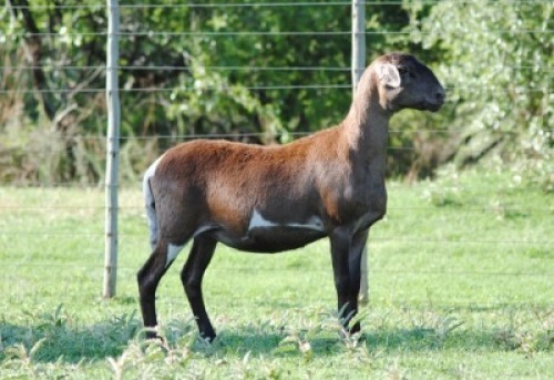 1X MEATMASTER EWE VOORWAARTS BOERDERY