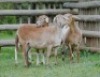 3X MEATMASTER EWE VOORWAARTS BOERDERY (Pay per piece to take the lot)